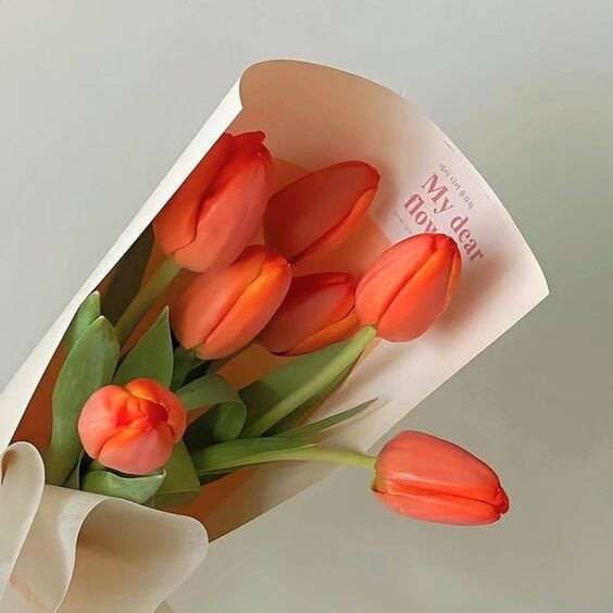 Casual Shirts Casual Shirts