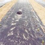 Bioagri mulch film After 11 days Bioagri mulch film After 11 days