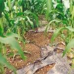 Bioagri mulch film After 80 days