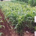 Bioagri mulch film After 90 days