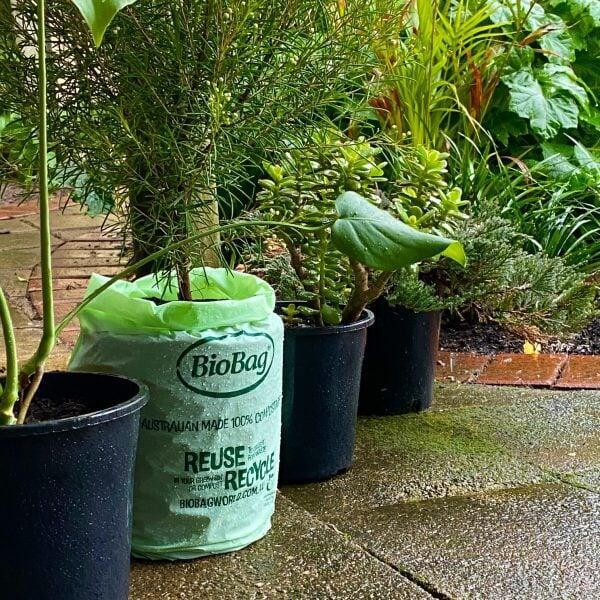 Eco Planter Using Biobag