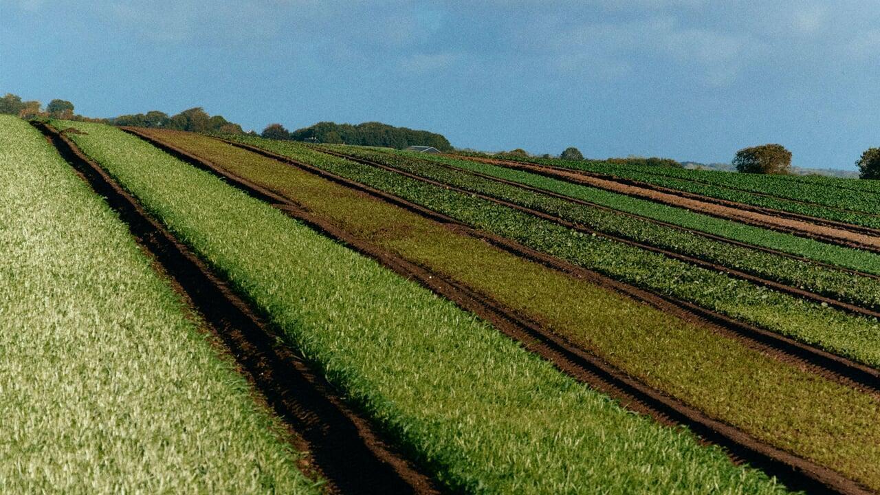 Biodegradable Mulch Film for Sustainable Agriculture