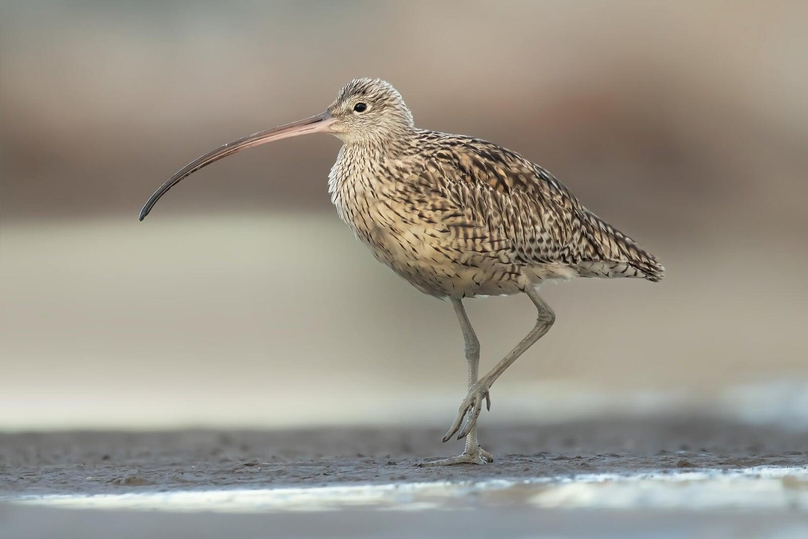 A closeup photo of a Far Eastern Curlew A closeup photo of a Far Eastern Curlew