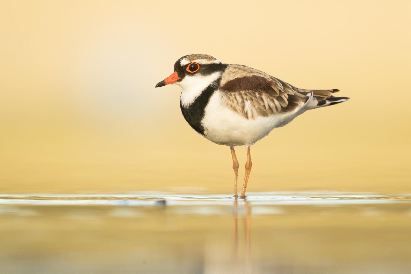 A Black-fronted Dotterel