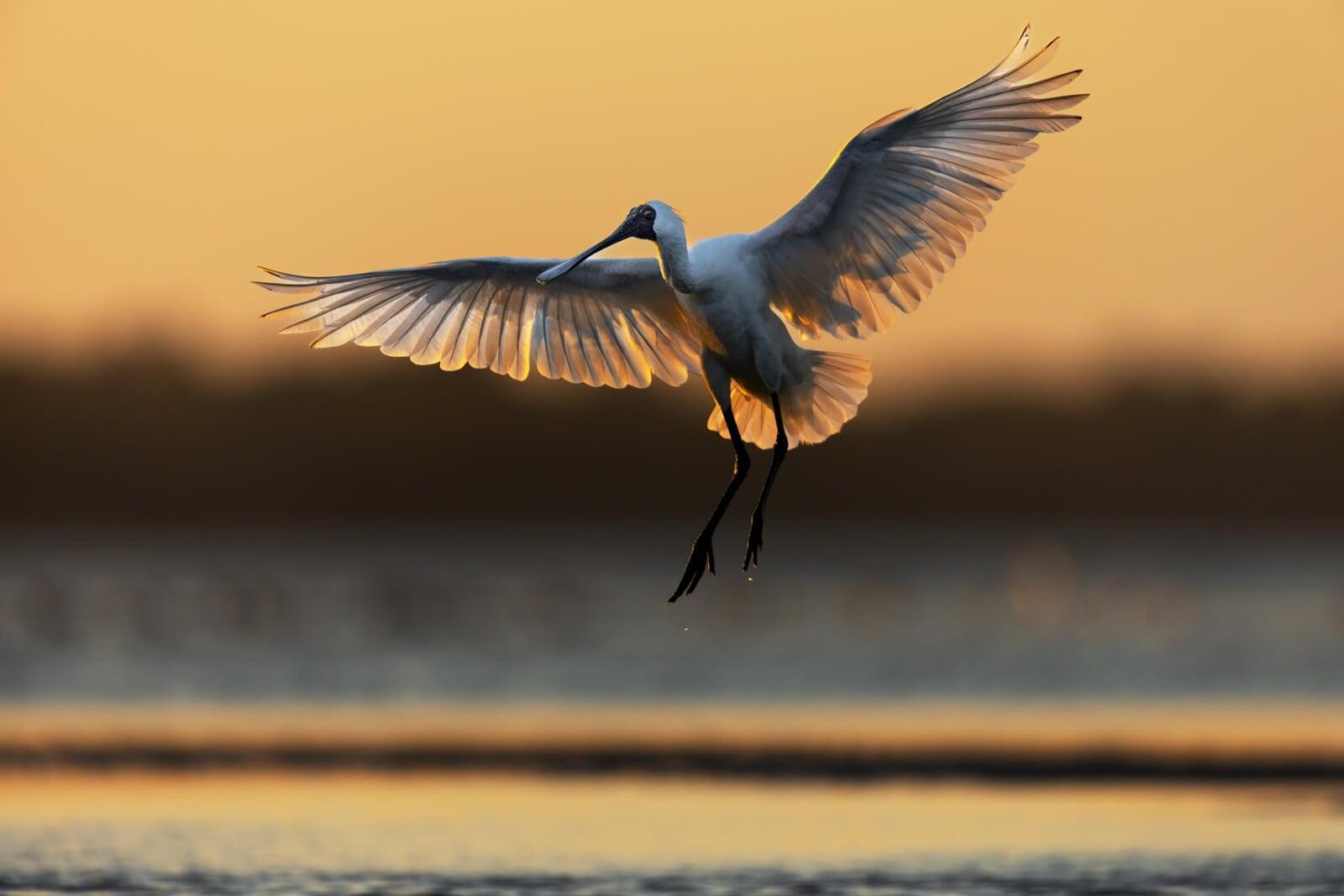 A Royal Spoonbill A Royal Spoonbill