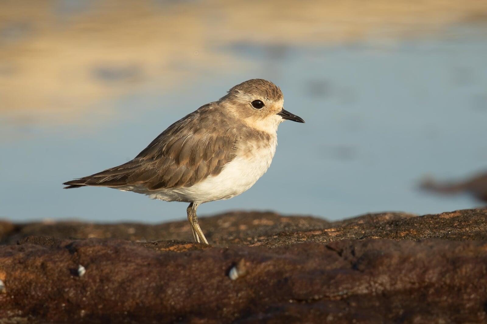 A double banded plover