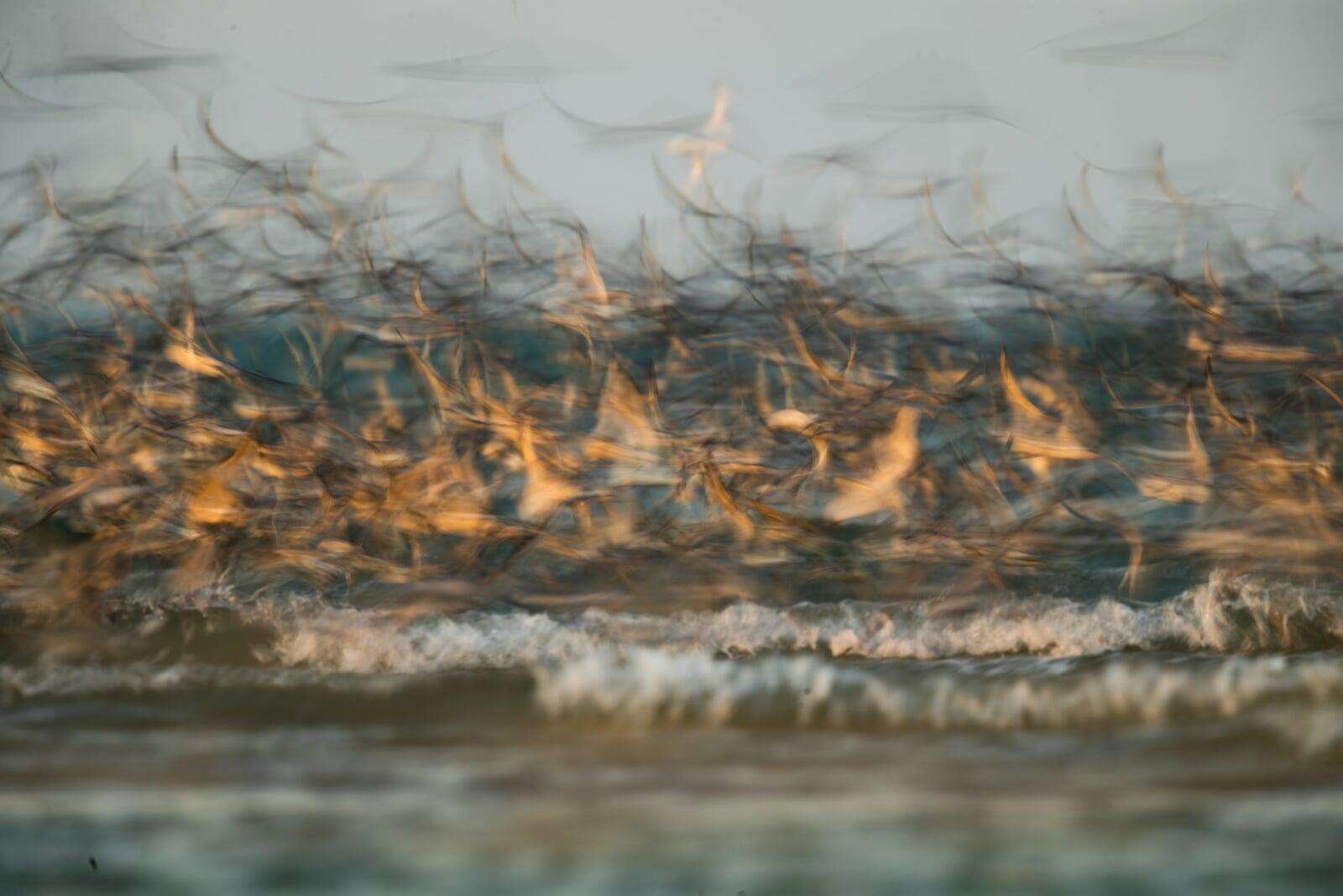 A large flock of great knot - the image is abstract because of the low shutter speed A large flock of great knot - the image is abstract because of the low shutter speed