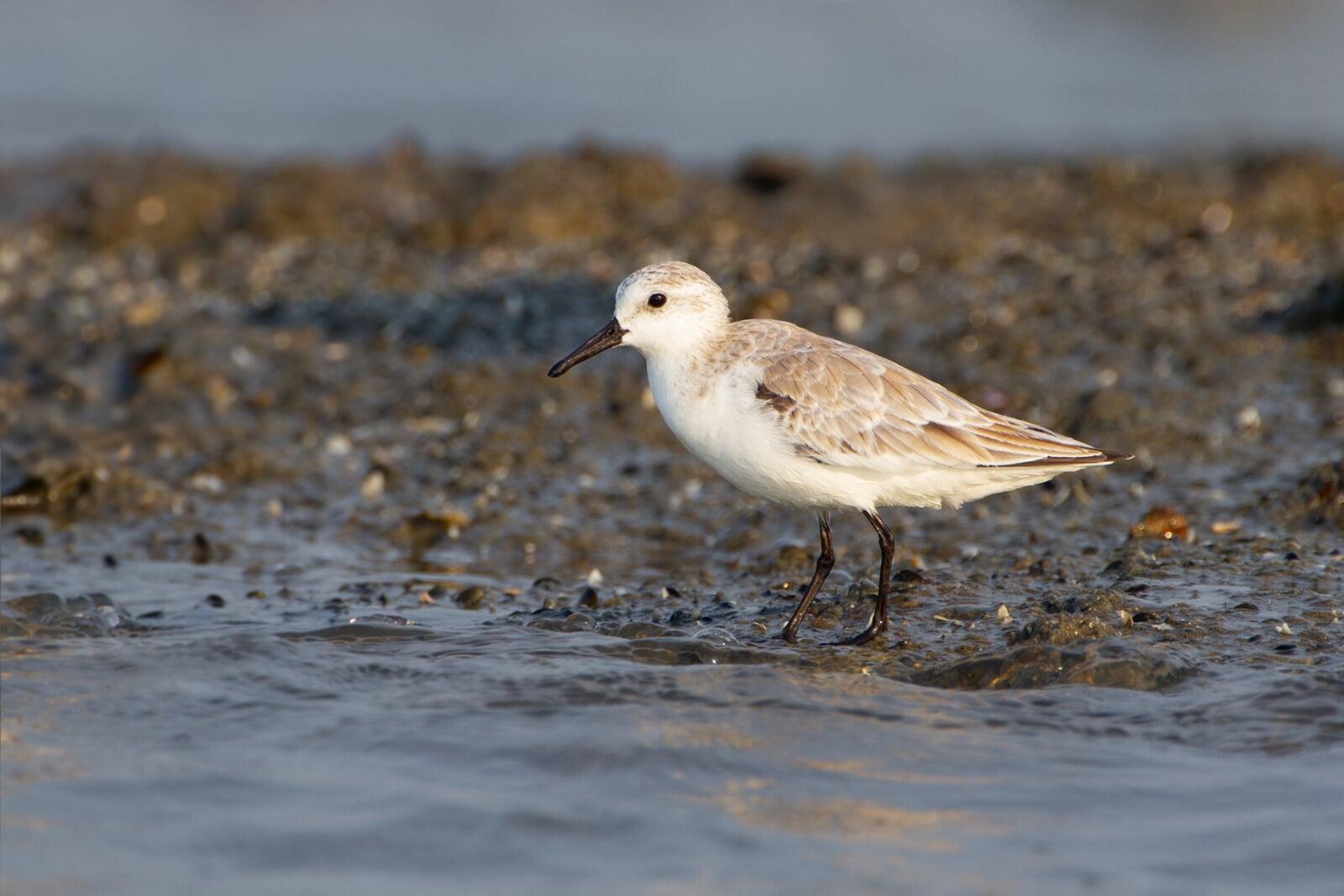 A sanderling