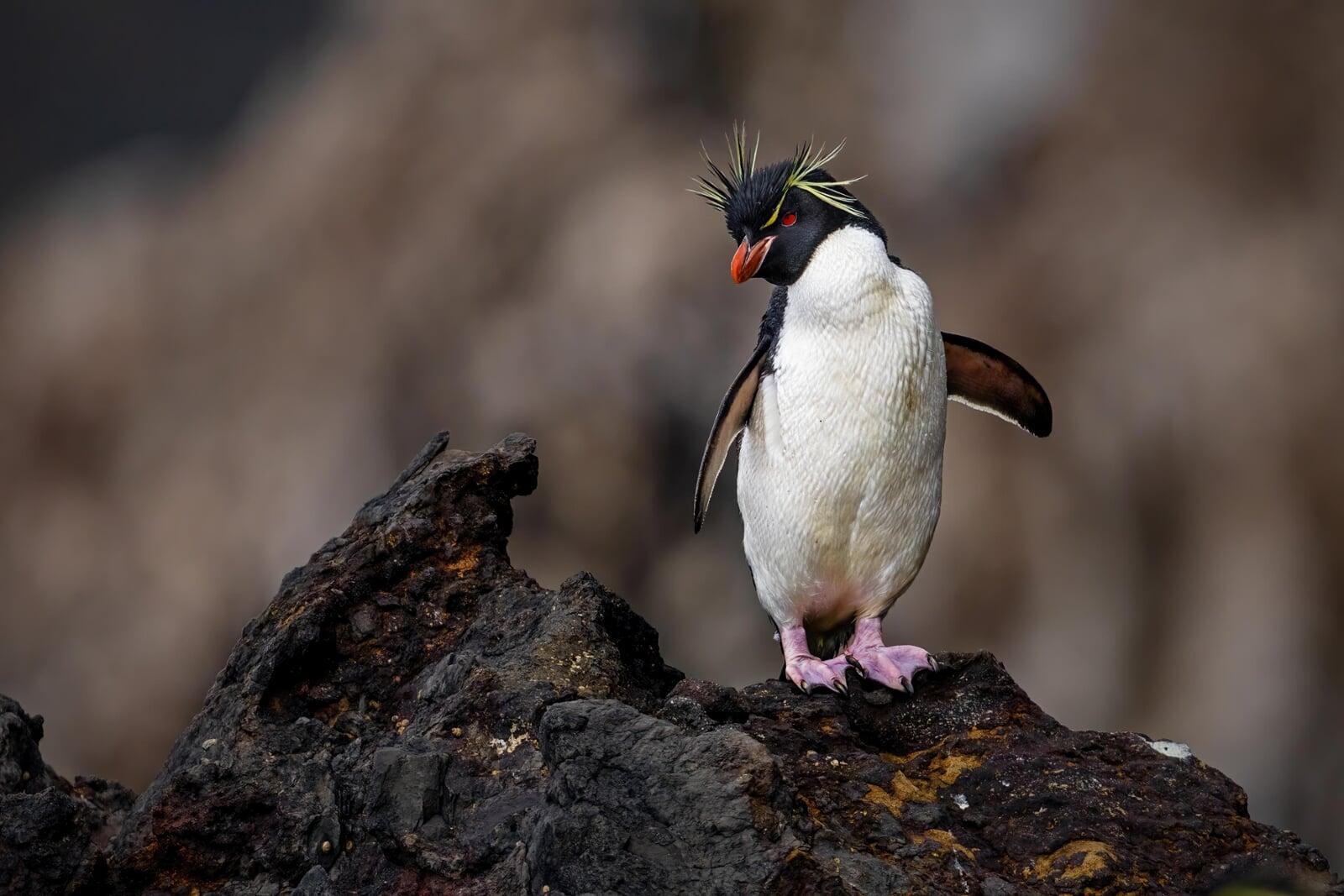 Eastern Rockhopper Penguins, Carnley Harbour, Auckland Islands