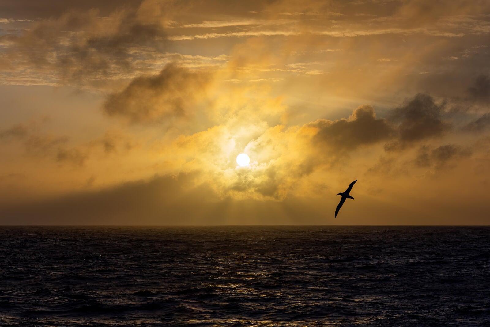 Light-mantled Sooty Albatrosses in courtship flight, backlist in sunset light, Southern Ocean Light-mantled Sooty Albatrosses in courtship flight, backlist in sunset light, Southern Ocean