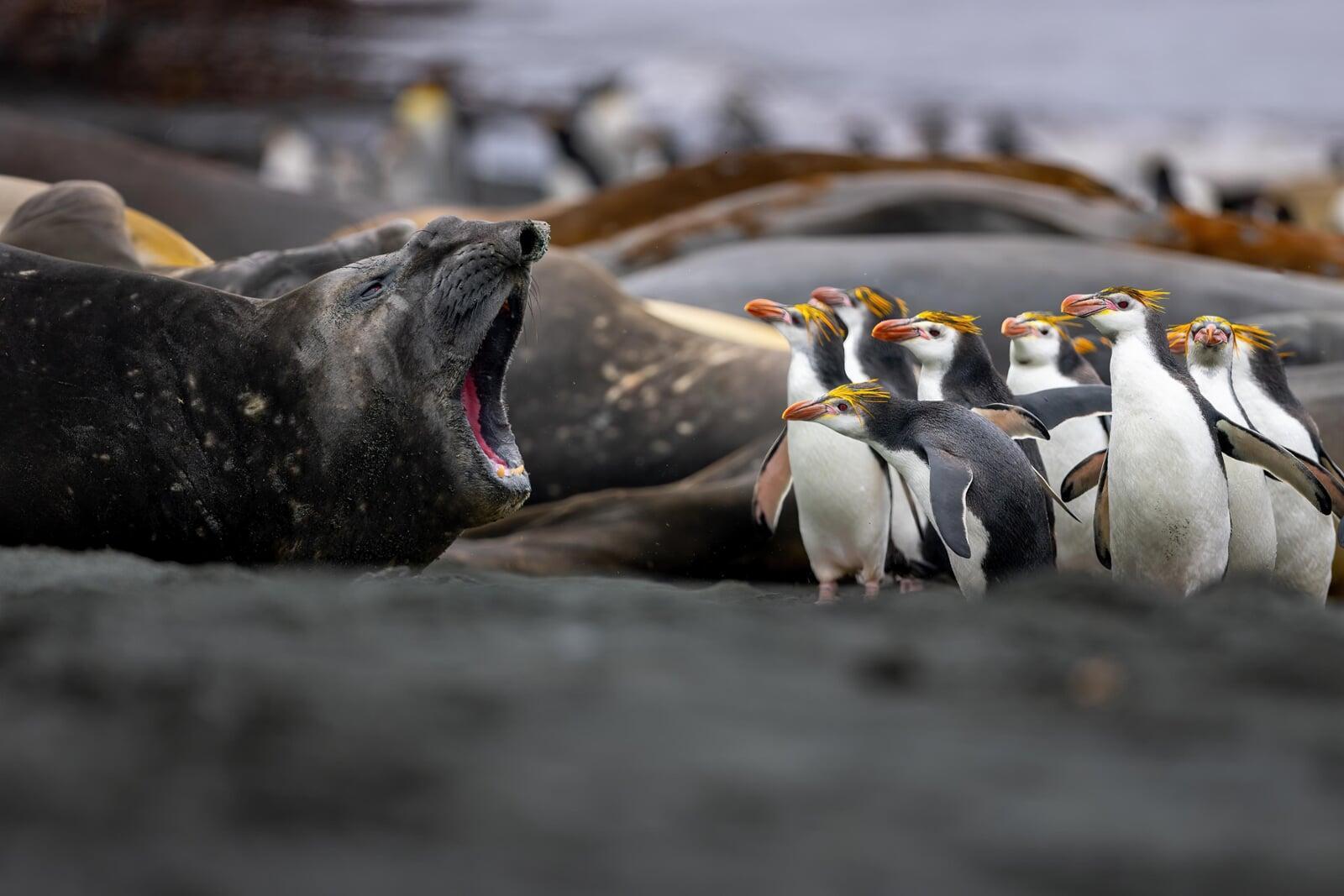 Royal Penguins and an Elephant Seal