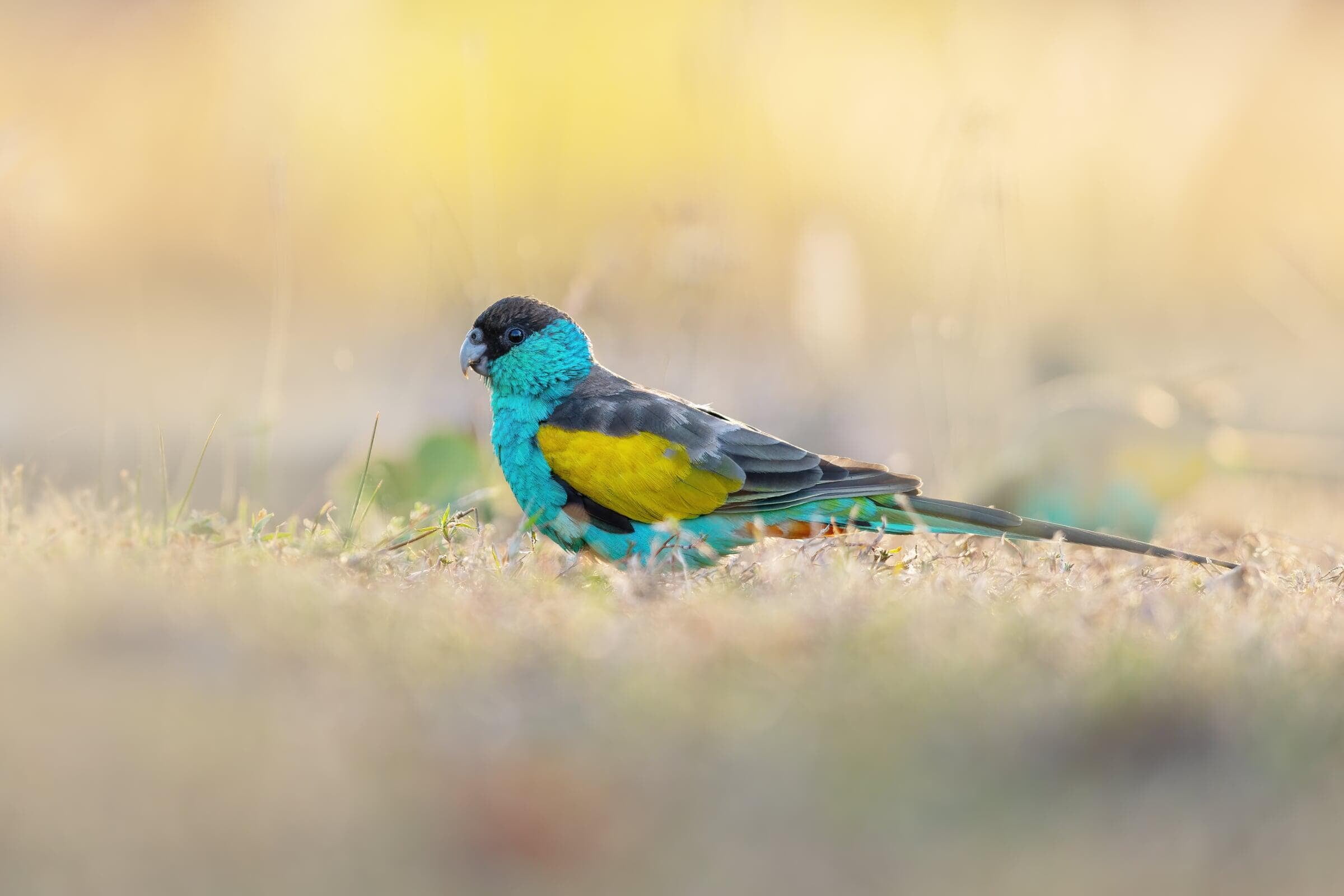 Hooded Parrot in the grass. Watch where they are going and let them come to you or approach them very slowly, preferably prone, if you'd like a photo.