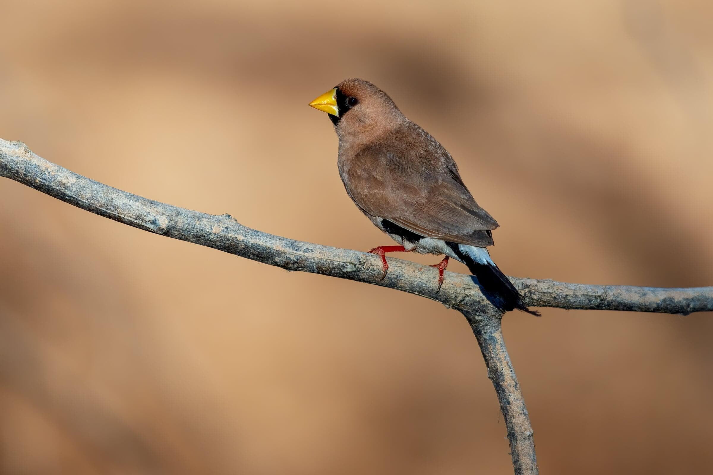 Masked finch at the waterhole