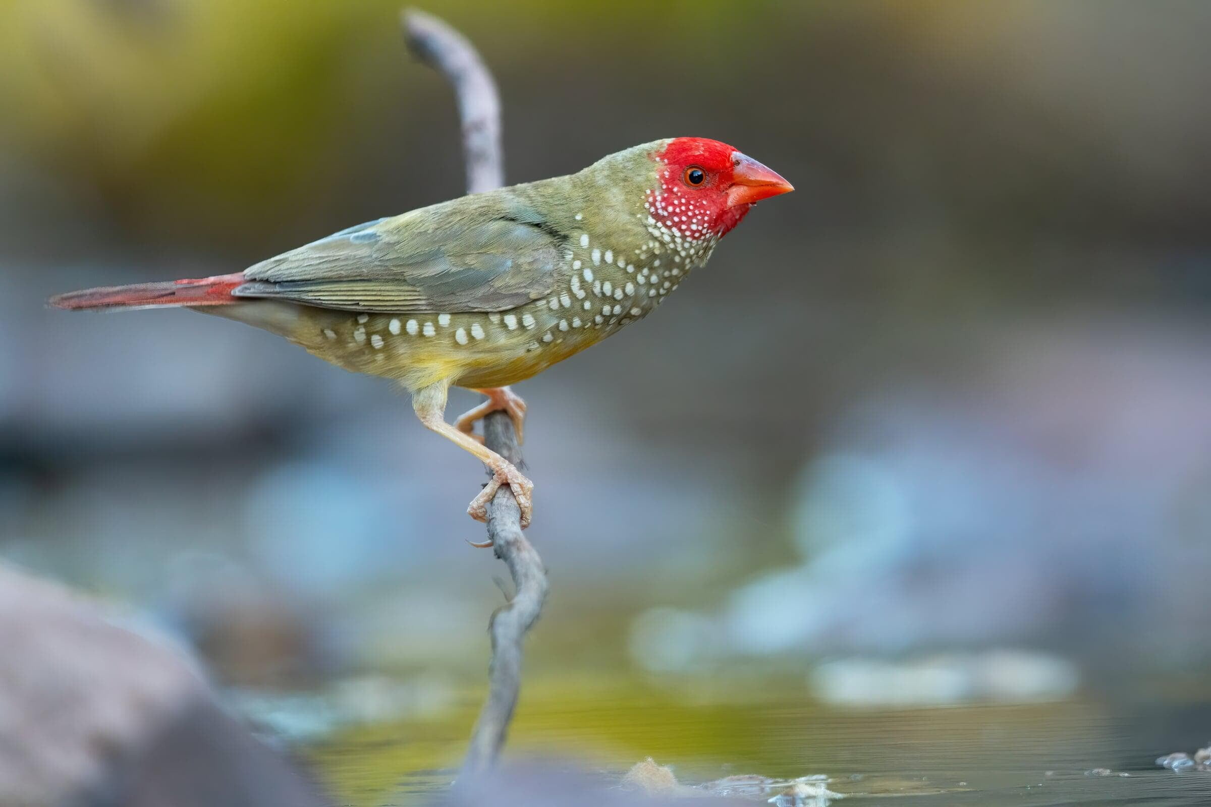 Star Finch