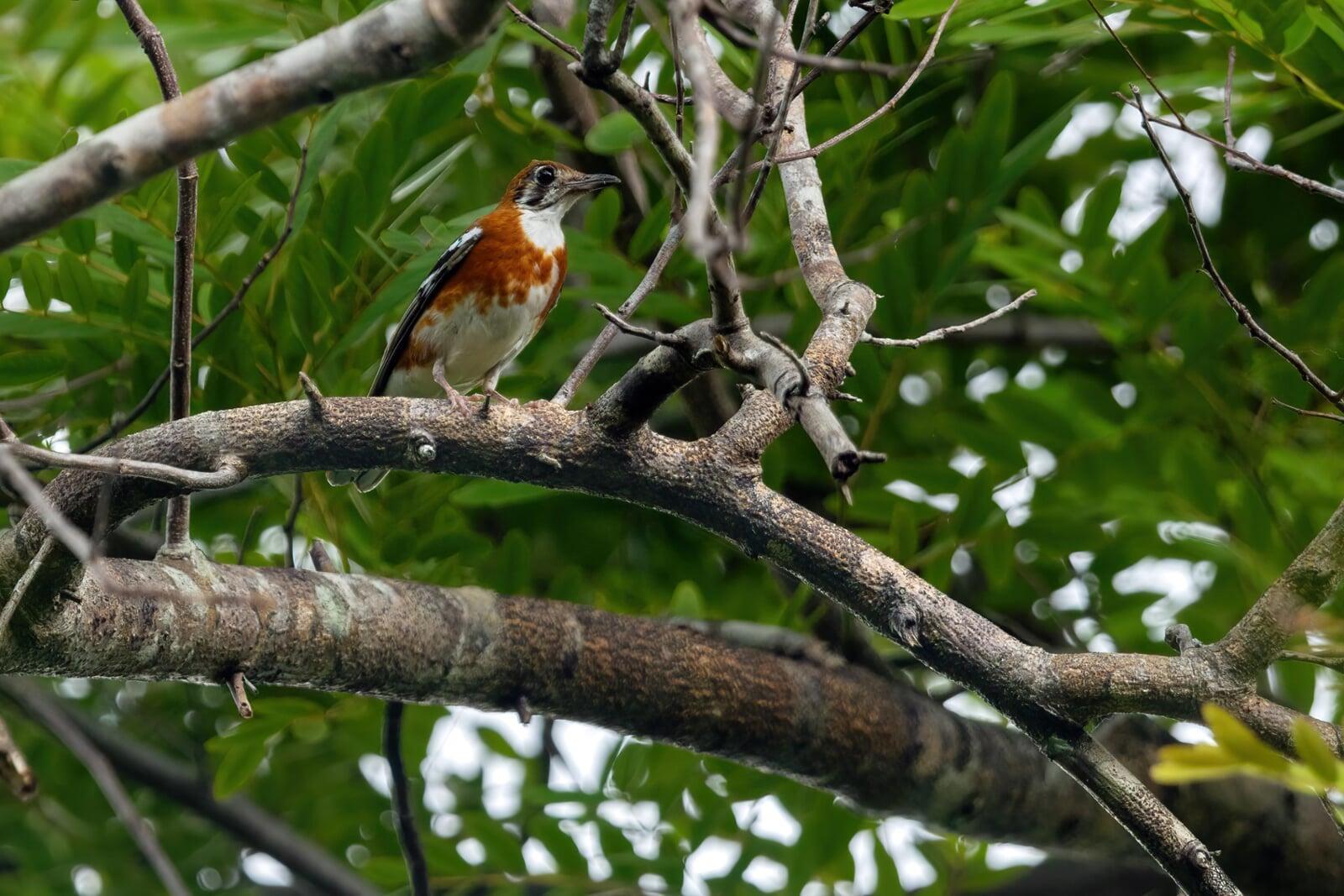 Orange-banded Thrush on a Branch Orange-banded Thrush on a Branch