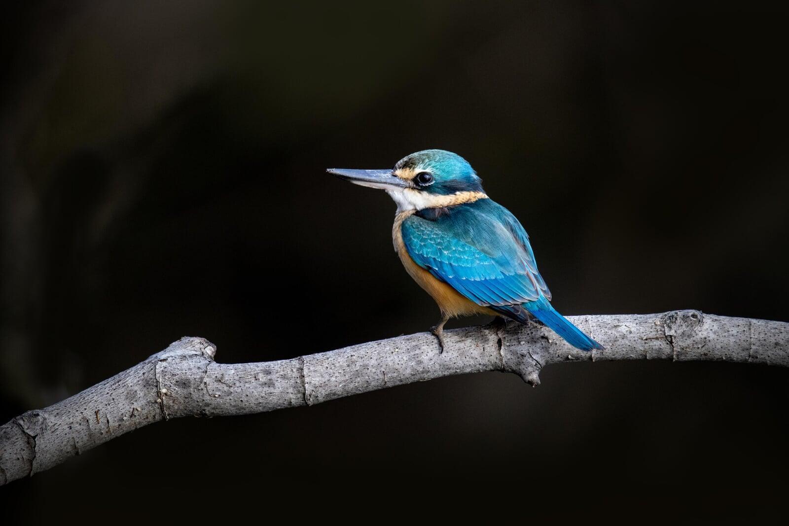 Sacred Kingfisher on a perch with a dark background