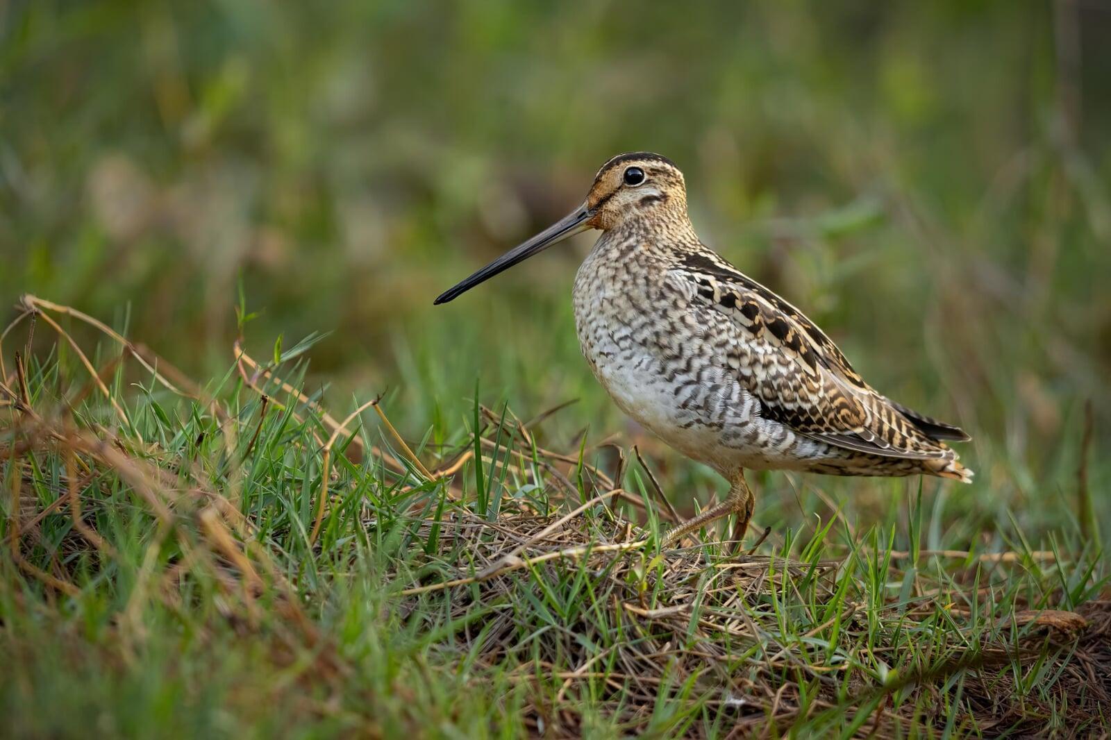 Latham's Snipe can often be found near the water's edge.
