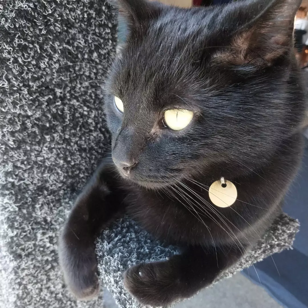 Black cat resting on a cat tree in Wellington