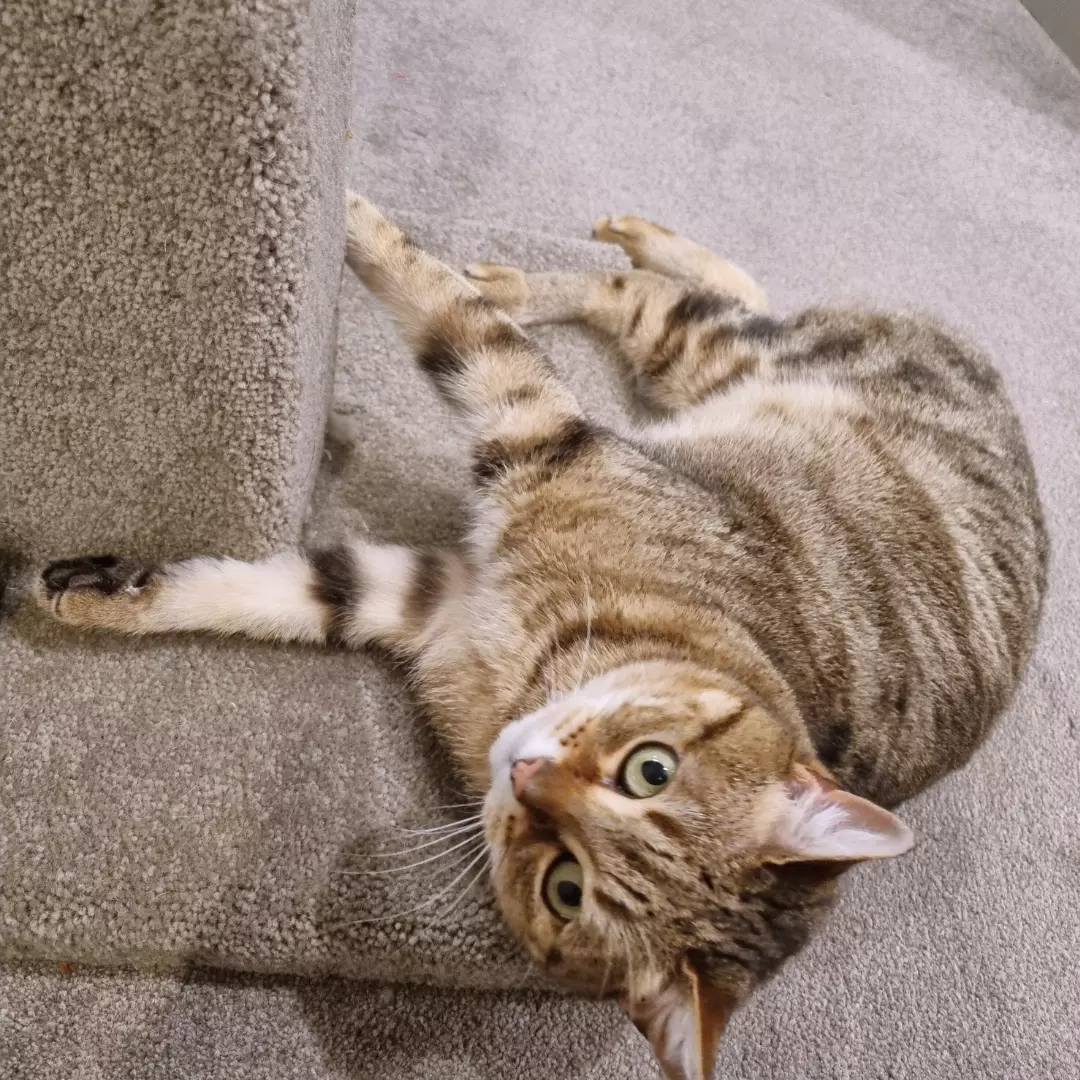 Cat playing on a scratching post in Wellington