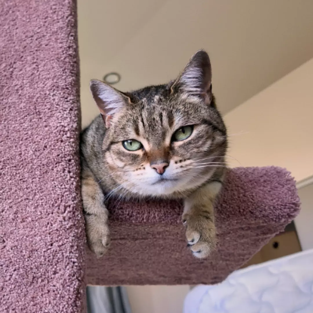 Cat resting on a cat tree in Wellington