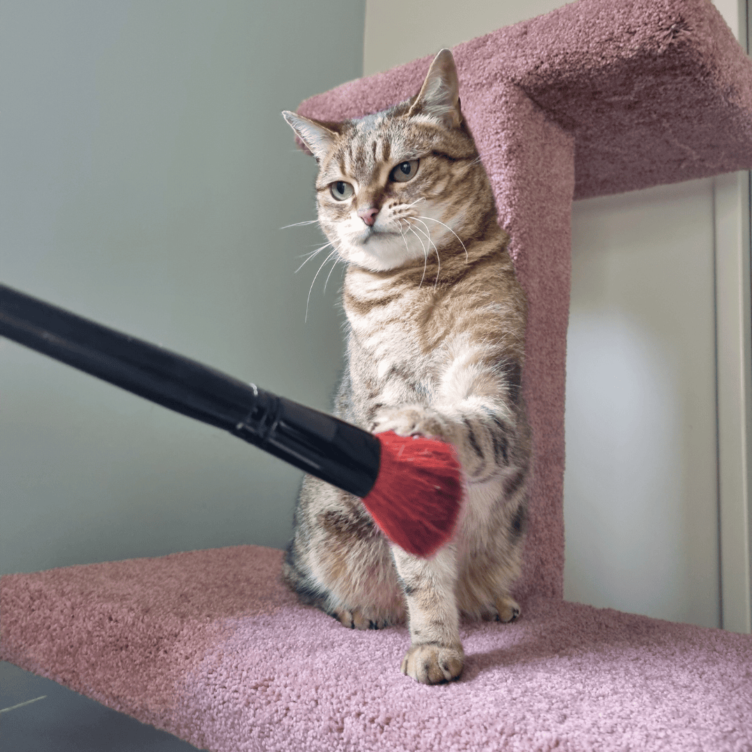 Cat resting on Pompom Pets Cat tree