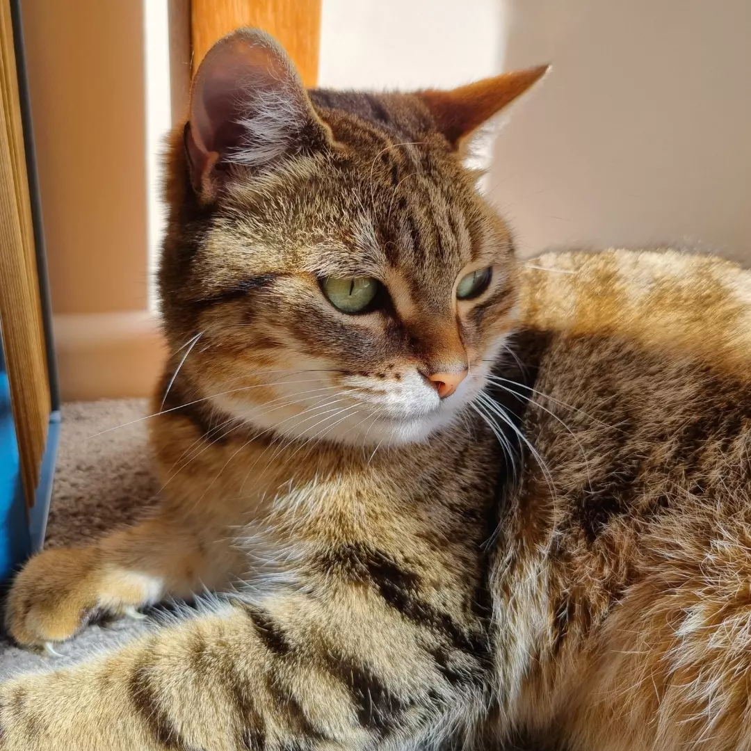 Cat lying down in the sun in Wellington