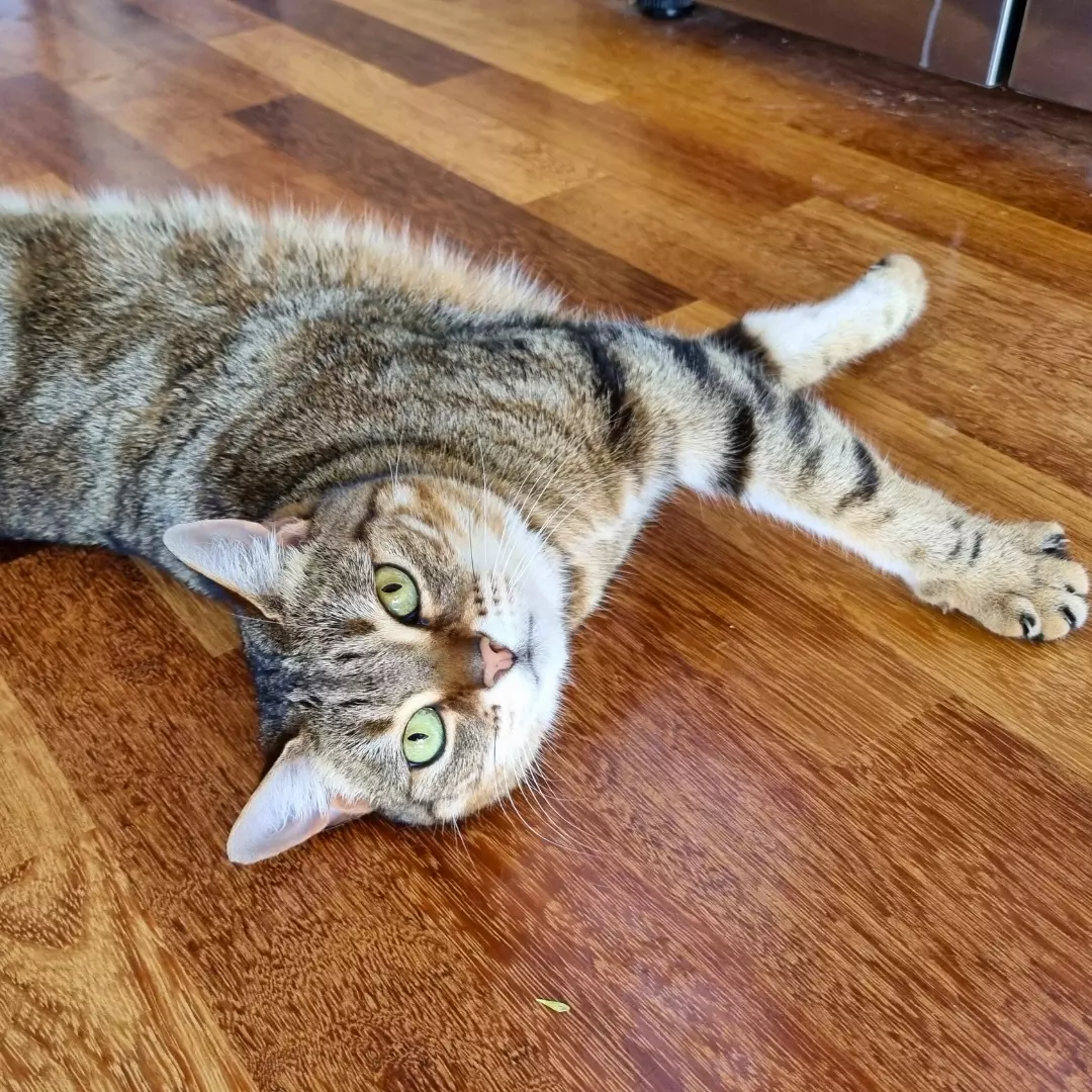 Cat lying on the floor in Wellington