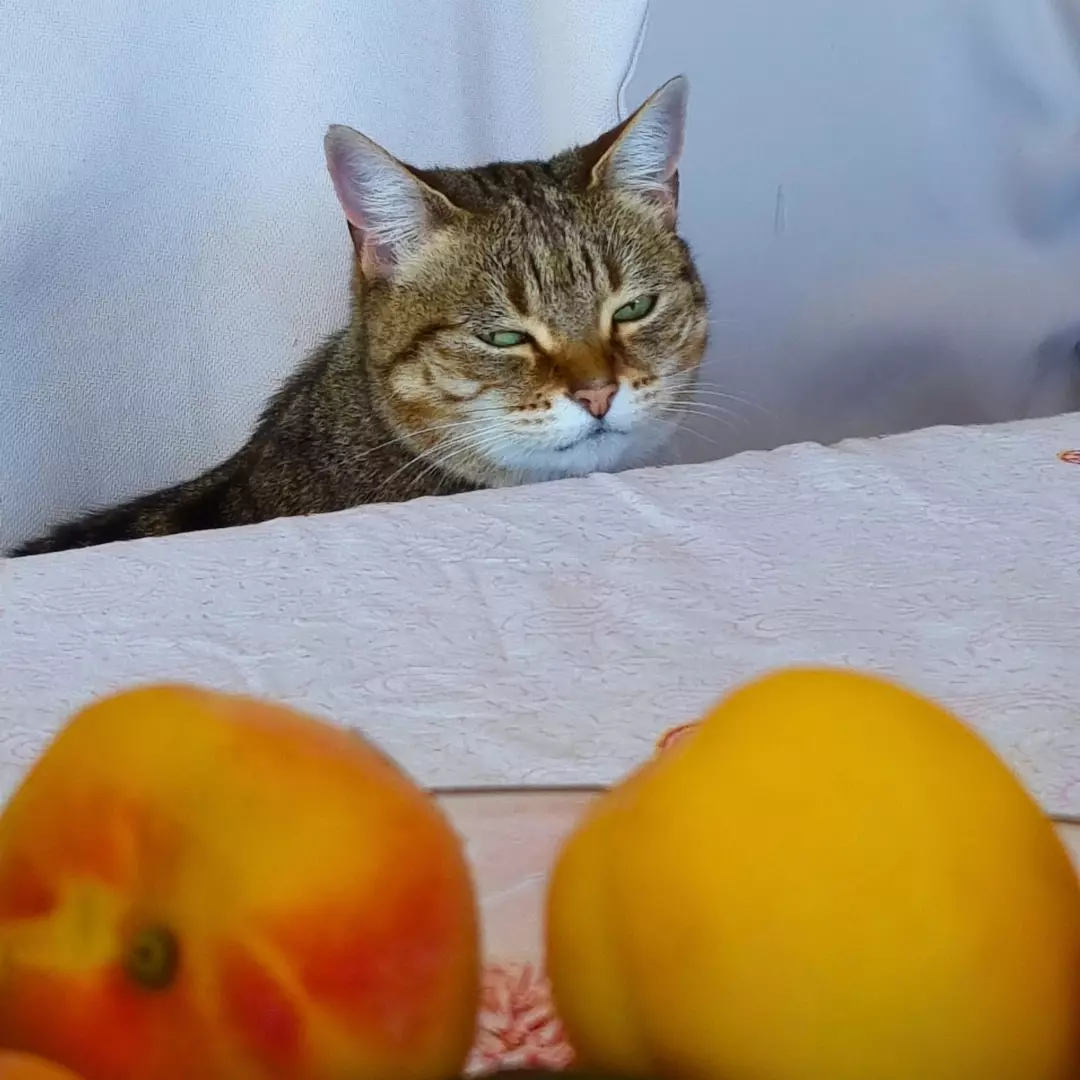 Cat sitting by the table in Wellington