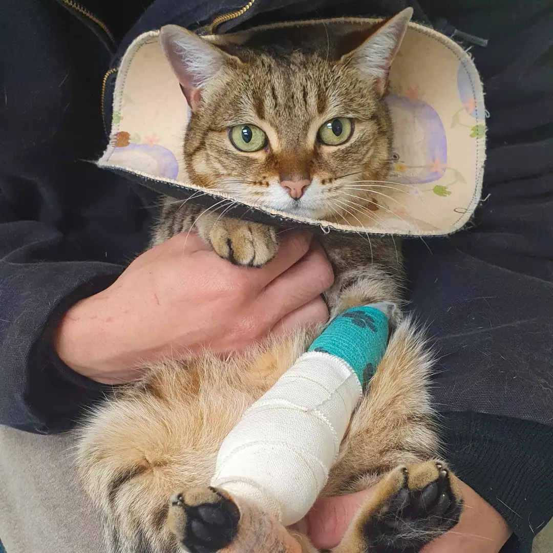 Cat sitting on my lap in Wellington