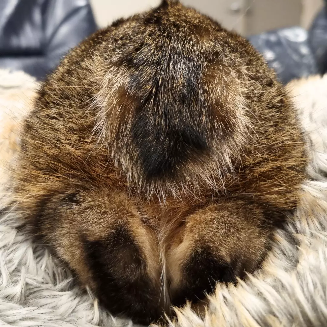 Tail of a cat in Wellington