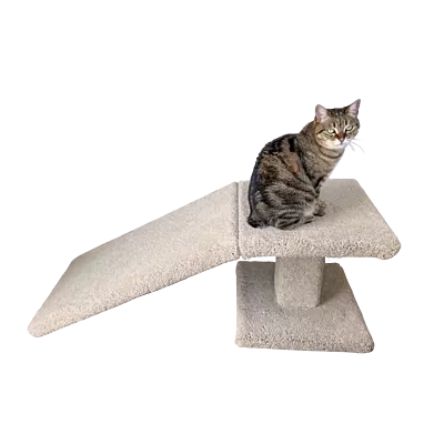 Scottish Fold - Ramp