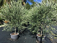 Coratina Olive Tree