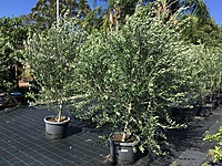Coratina Olive Tree
