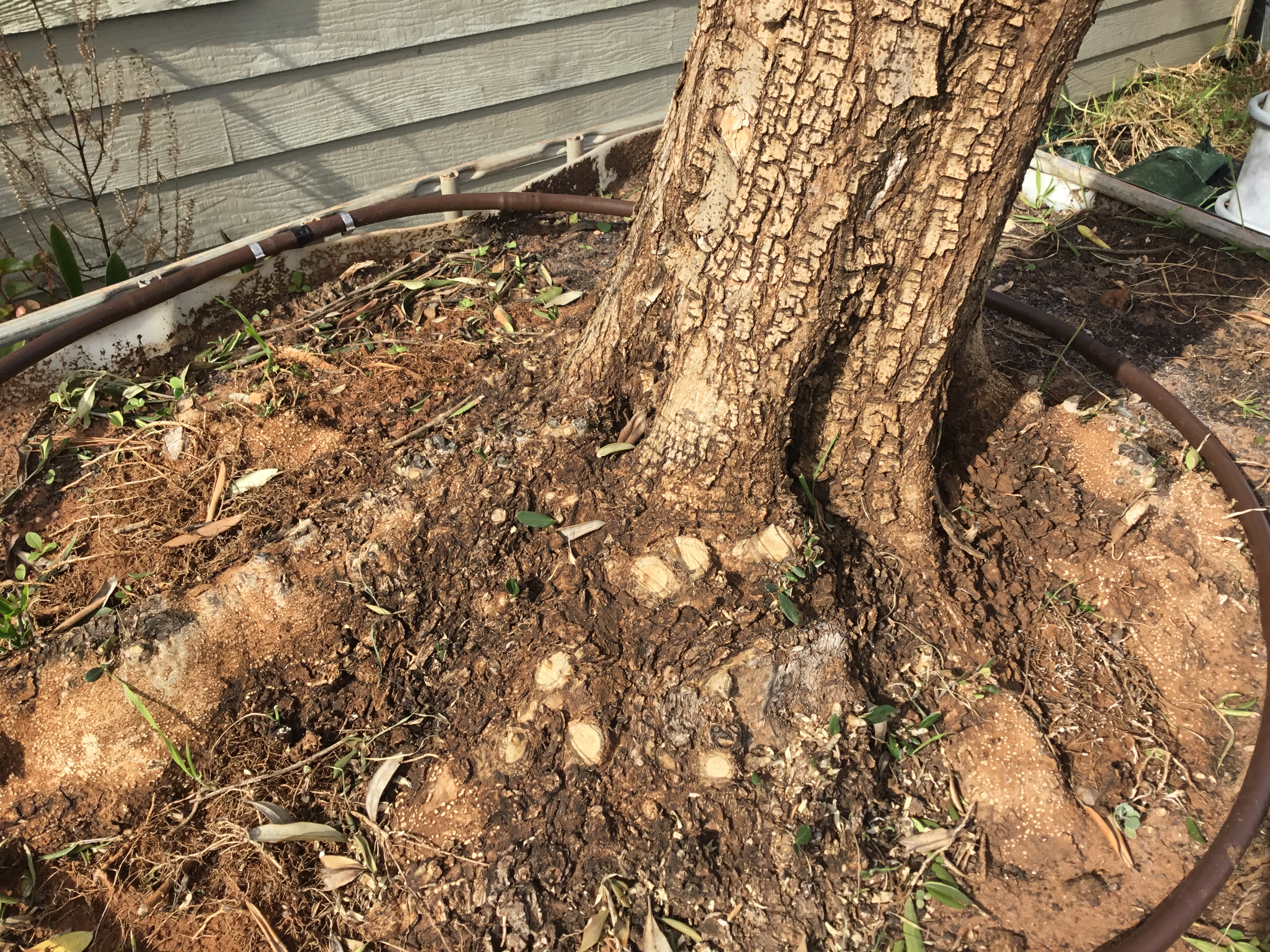 California Queen Olive Tree 1000 liter