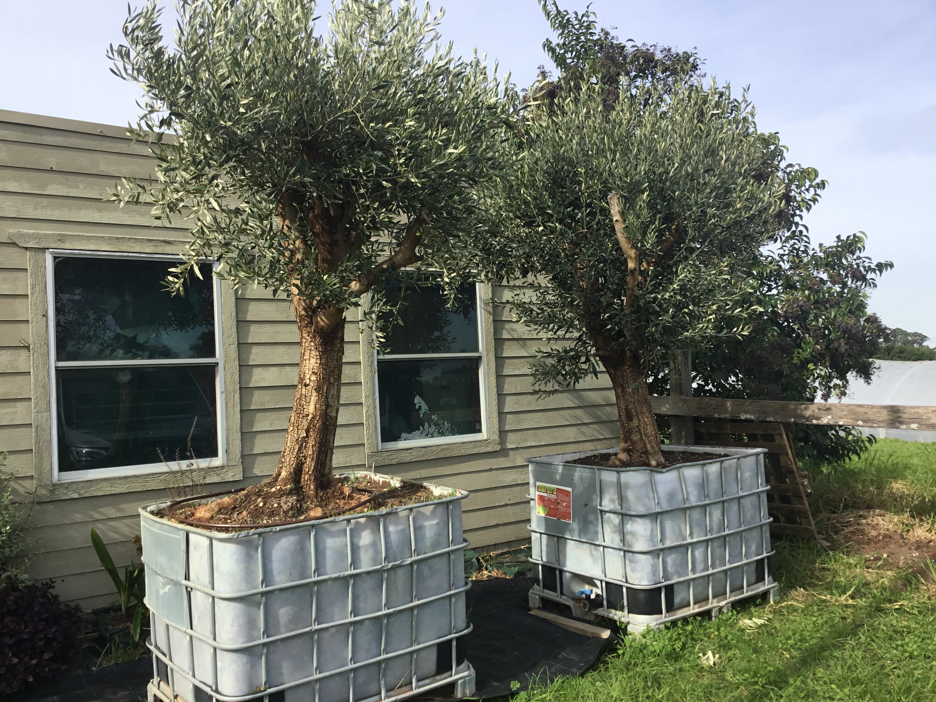 California Queen Olive Tree 1000 liter