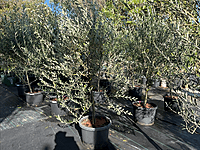 Coratina Olive Tree 500MM