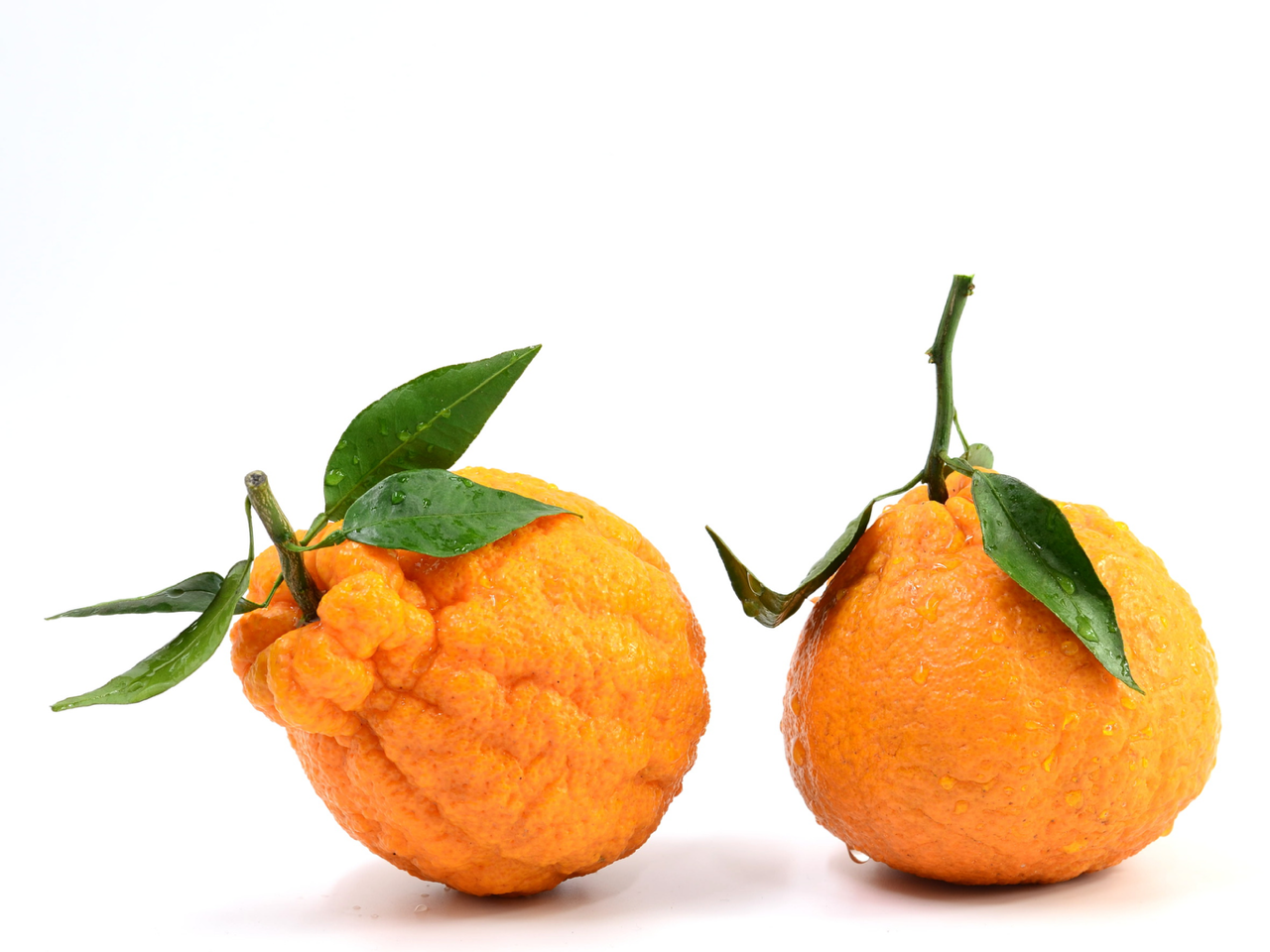 Dekopon Citrus Mandarin 500MM Pot