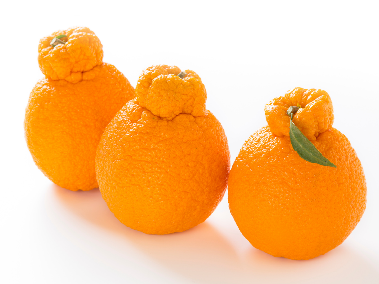 Dekopon Citrus Mandarin 500MM Pot