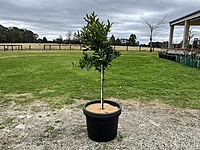 Dekopon Citrus Mandarin 75 liter & 100 liter