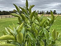 Dekopon Citrus Mandarin 75 liter & 100 liter