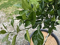 Dekopon Citrus Mandarin 75 liter & 100 liter