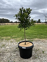 Dekopon Citrus Mandarin 75 liter & 100 liter