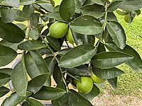 Tahitian Lime 400MM Pot