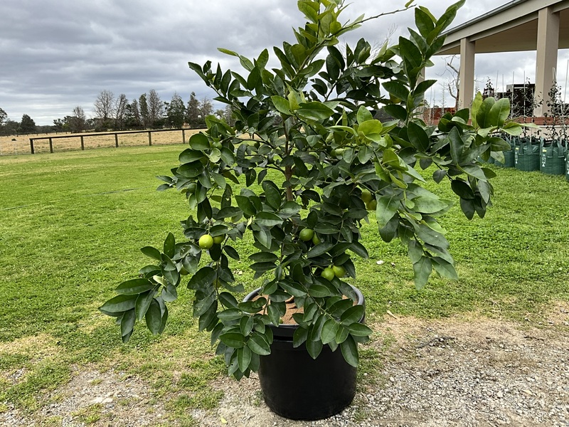Tahitian Lime 400MM Pot