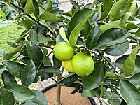 Tahitian Lime 400MM Pot