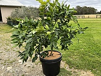 Tahitian Lime 400MM Pot