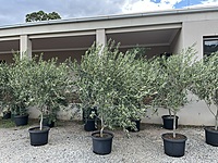 Olive Frantoio 500MM Pot