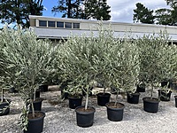 Olive Frantoio 500MM Pot