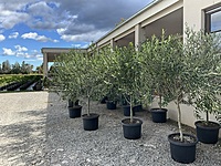 Olive Frantoio 500MM Pot