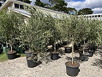 Olive Coratina 500MM Pot